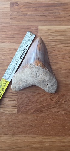 Megalodon zahn cm - megalodon,