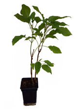 Schneeball-Hortensie ANNABELLE sehr beliebte Pflanze mit beeindruckenden Blüten