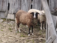 Rohwolle Schaf Wolle Filzwolle