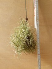Tillandsia marconae, clump