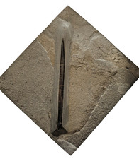 Belemnit: Youngibelus ohmdensis (Lias)Posidonienschiefer-Matrix,Ohmden/Holzmaden