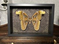 Atlas Falter gerahmt Deko