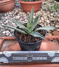Agave megalacantha