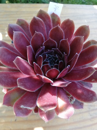 Sempervivum director jacobs - sempervivum, "director