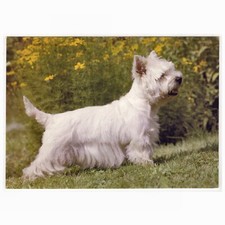 AK Hunde, Postkarte / West Highland White Terrier (Westie), britische Hunderasse