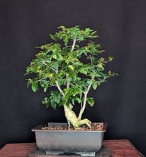 BONSAI CHINESISCHER LIGUSTER LIGUSTRUM SINENSIS  PFLEGELEICHT INDOOR