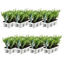 Stechpalme pflanzen winterhart - stechpalme,