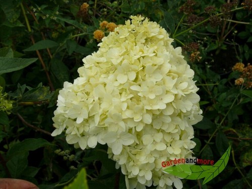 Hortensie limelight reich und - hortensie, reich-