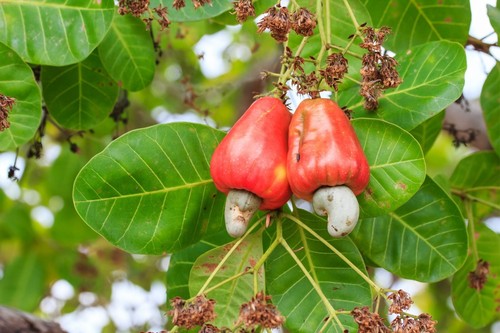 Cashew baum anacardium - cashew,