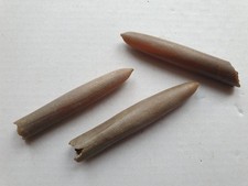3 x Belemnitella mucronata -
