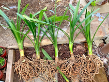 1 Live - Yellow Clivia Miniata