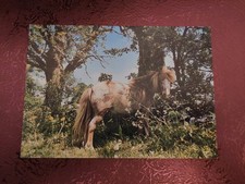 Pferdepostkarte Shetlandpony AK Pferd PK Club Deutschland 