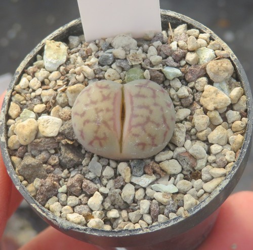 Lithops pseudotruncatella - , cv