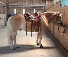 gebrauchte western sattel