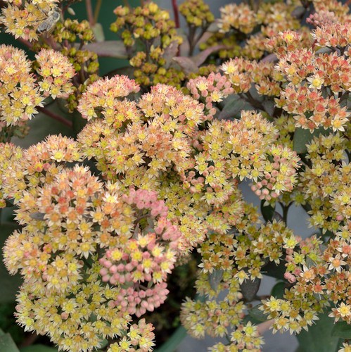 Große fetthenne yellow - große,