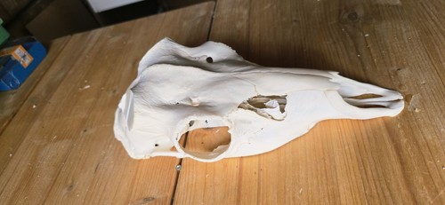 Rothirsch schädel trophäe - schädel,