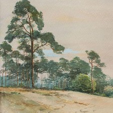 Strandkiefern im Wind