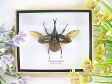 Thai figthing Beetle -