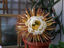 Königin der Nacht (Selenicereus grandiflorus)