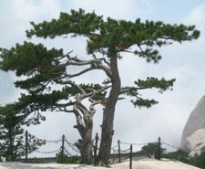 SAMEN Bonsai i! Chinesische