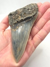Hellblauer Megalodon Haizahn Sukabumi District Indonesien Hai Zahn Fossil Meg