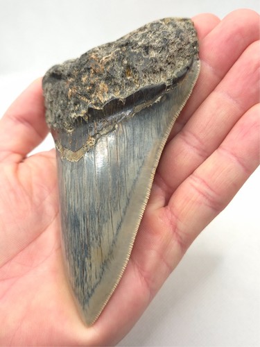 Hellblauer megalodon haizahn - hellblauer,