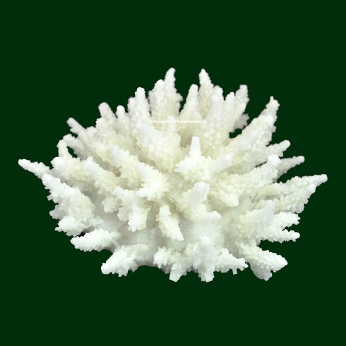 Steinkoralle x 8 cm - steinkoralle,,