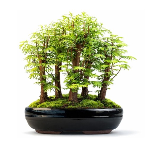 Metasequoia wald bonsai - wald,