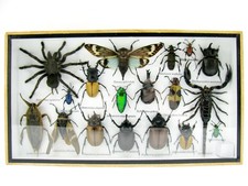 Einzelstück - echte