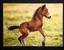 Pferdepostkarte, AK Pferde