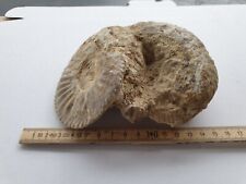 Unpräp. außergewöhnliche Amaltheus Stufe - Lias - Sulzkirchen - alte Sammlung