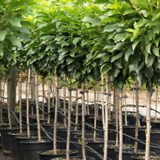 Müllers Zwergkirsche