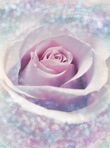 Große lila rose tapete - große,