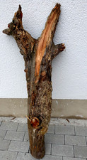 Abstrakter  Baumstamm Natur