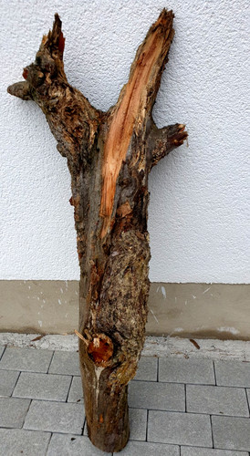 Abstrakter baumstamm natur - ,