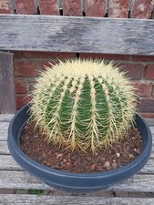 Echinocactus Grusonii "Schwiegermuttersitz" in einer 35cm Schale
