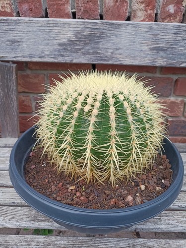 Echinocactus grusonii - echinocactus,