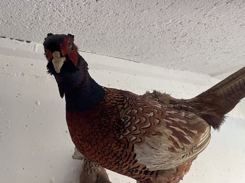 Tierpräparat vogel fasan - vogel,