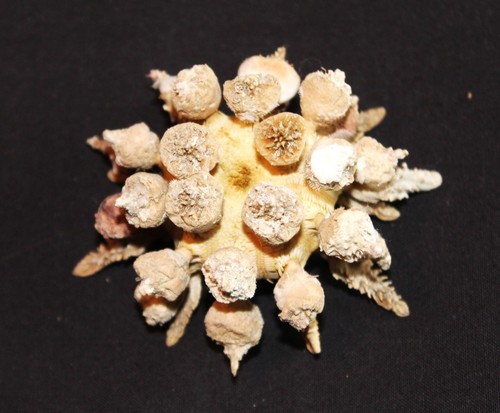 Unglaubliche tropische seeigel - unglaubliche,