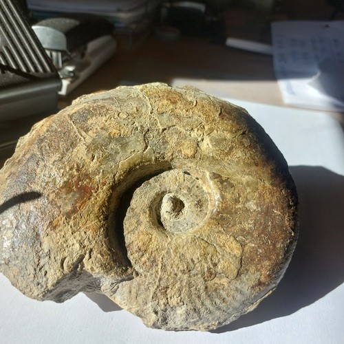 Harpoceras - , (essericeras)