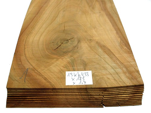 Blatt kirschbaum - 13,