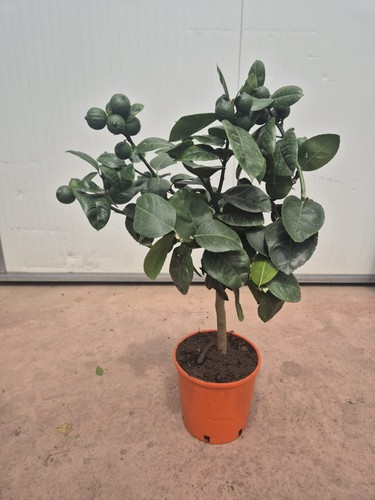 Orangenbaum stämmchen 60 - orangenbaum, 50-60