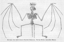 SKELETT ANATOMIE Fledermaus  Nycteris fuliginosus  Vampir Holzstich von 1891