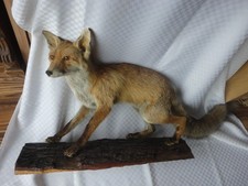 Fuchs Präparat auf massivem