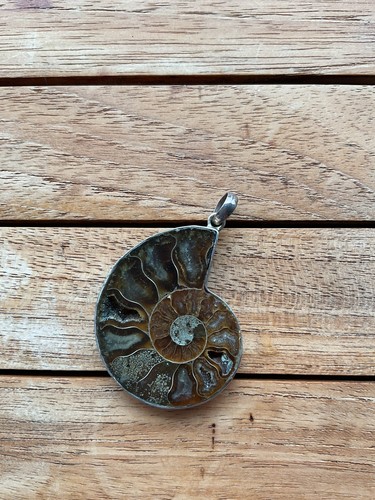 Echter ammonit fossil - echter,