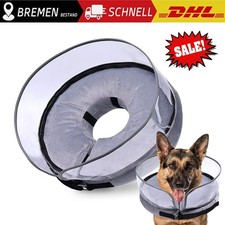 Katze hund haustiere - hund,
