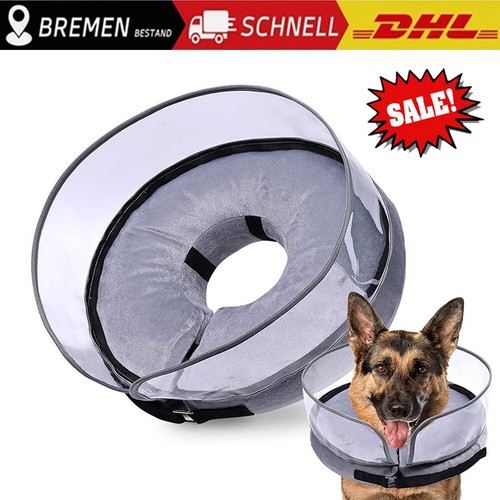 Katze hund haustiere - katze,