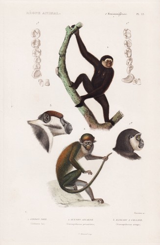 Gibbon red tailed monkey affe - gibbon,