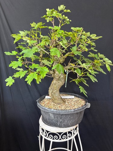 Bergahorn bonsai prebonsai - bergahorn,