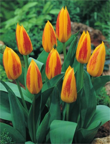 Botanische tulpen giuseppe - botanische,